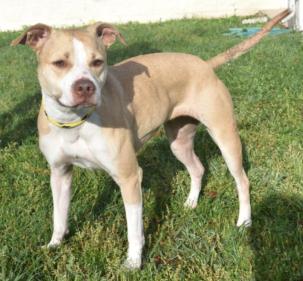 Enlarge Super Nova, a Adoptable mixed breed in Kingsland, GA image 2/4