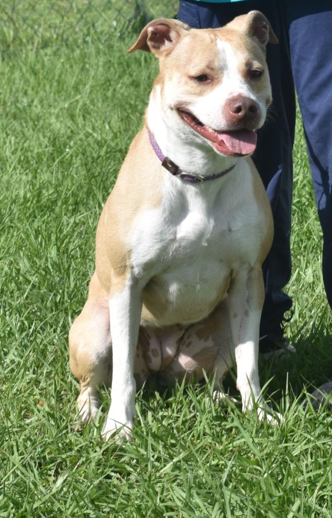 Enlarge Super Nova, a Adoptable mixed breed in Kingsland, GA image 3/4