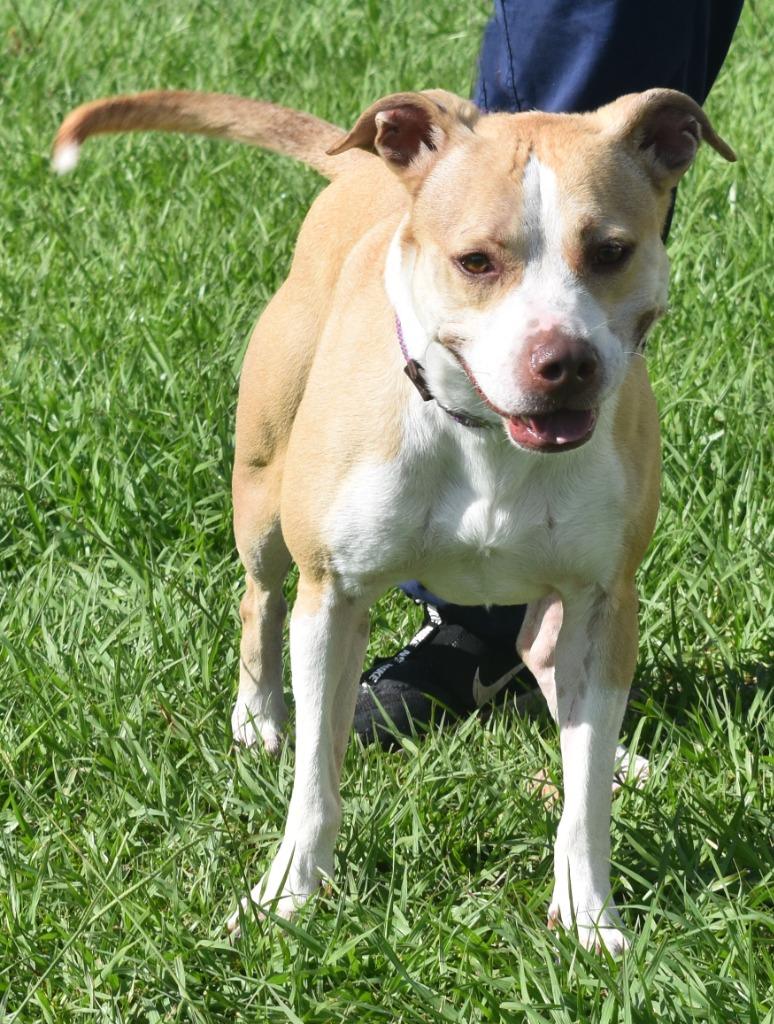 Enlarge Super Nova, a Adoptable mixed breed in Kingsland, GA image 4/4