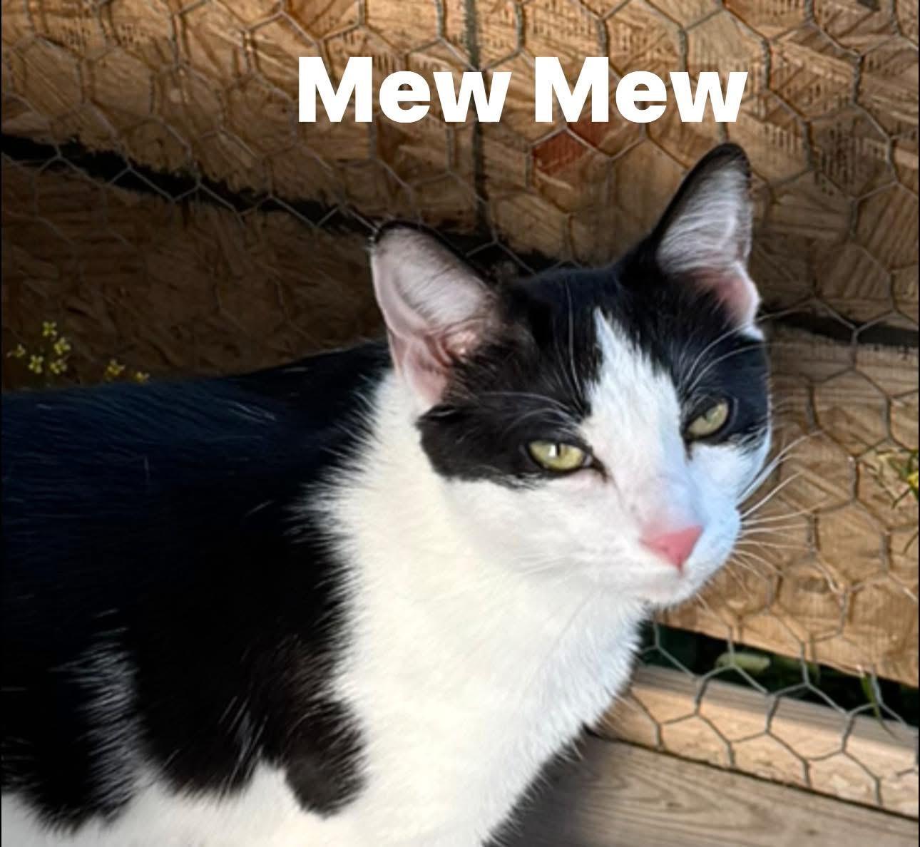 Mew Mew, a ADOPTABLE Domestic Short Hair in Ludington, MI image 3/3