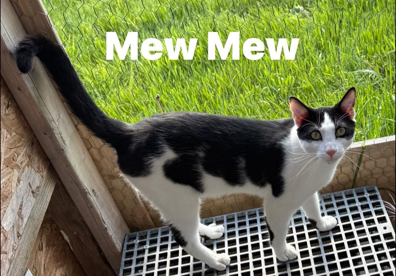 Mew Mew, a ADOPTABLE Domestic Short Hair in Ludington, MI image 1/3
