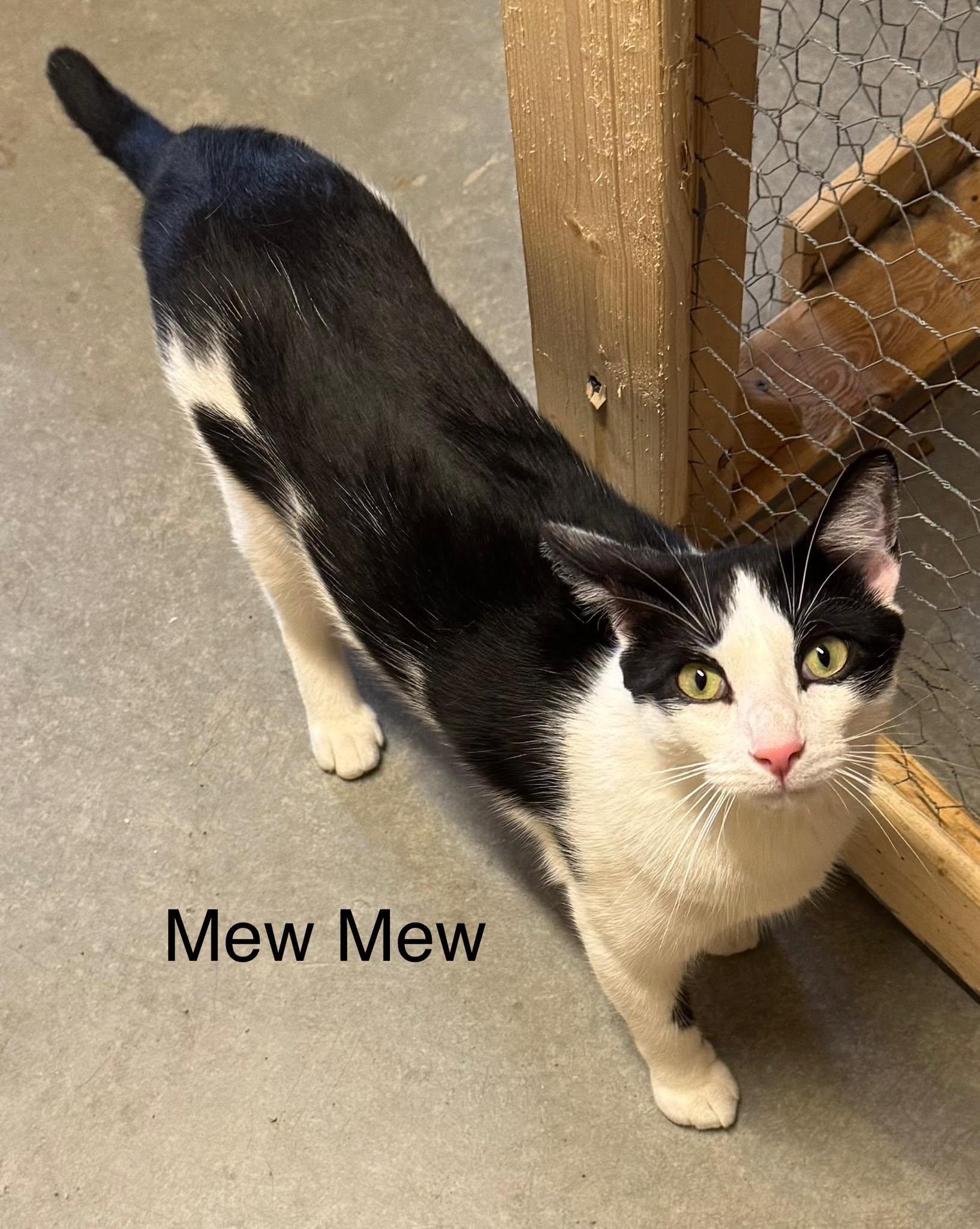 Enlarge Mew Mew, a ADOPTABLE Domestic Short Hair in Ludington, MI image 2/4