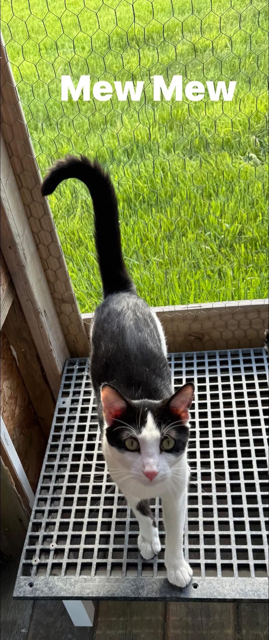 Mew Mew, a ADOPTABLE Domestic Short Hair in Ludington, MI image 2/3