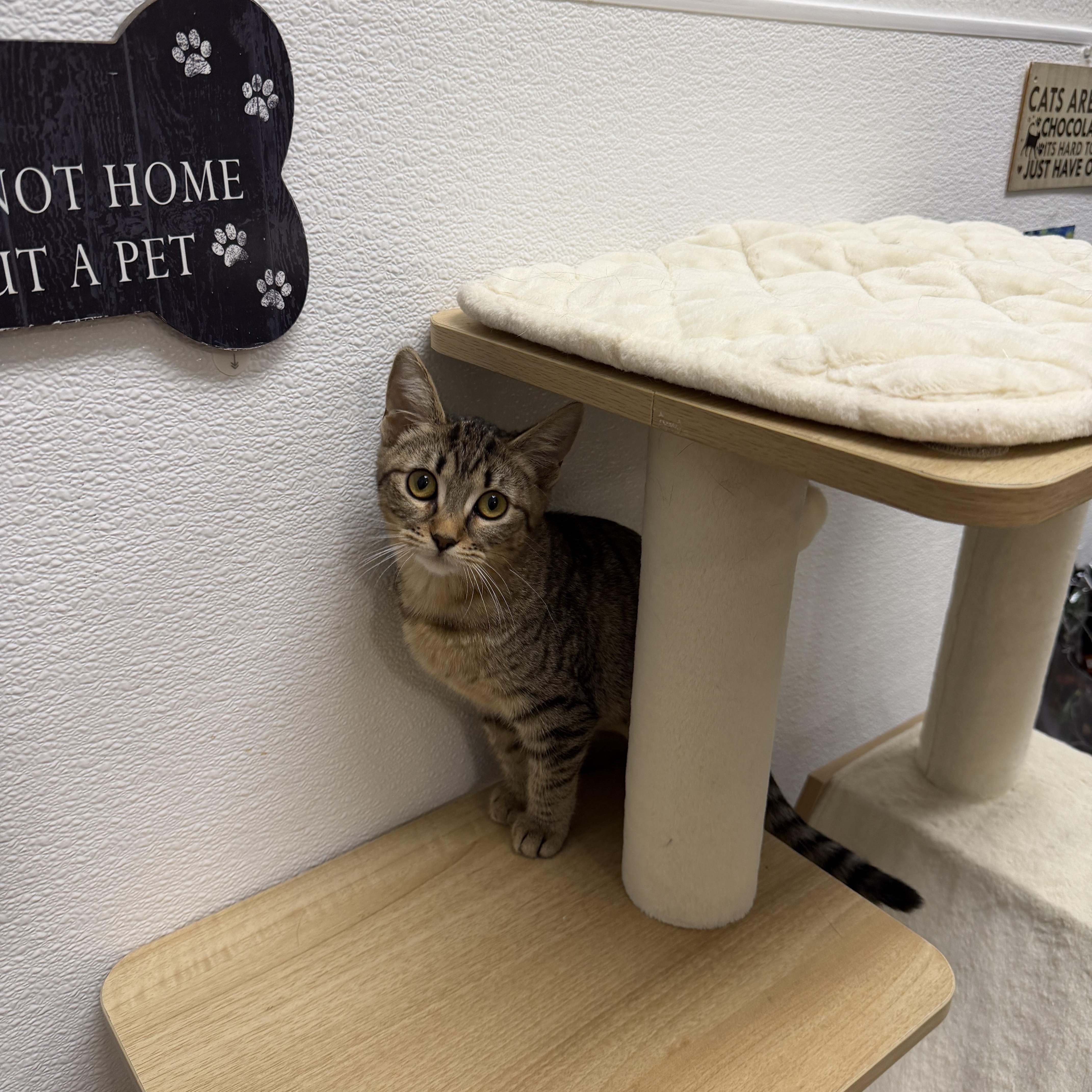 Enlarge Dot, a Adoptable Domestic Short Hair in Chandler, AZ image 6/6