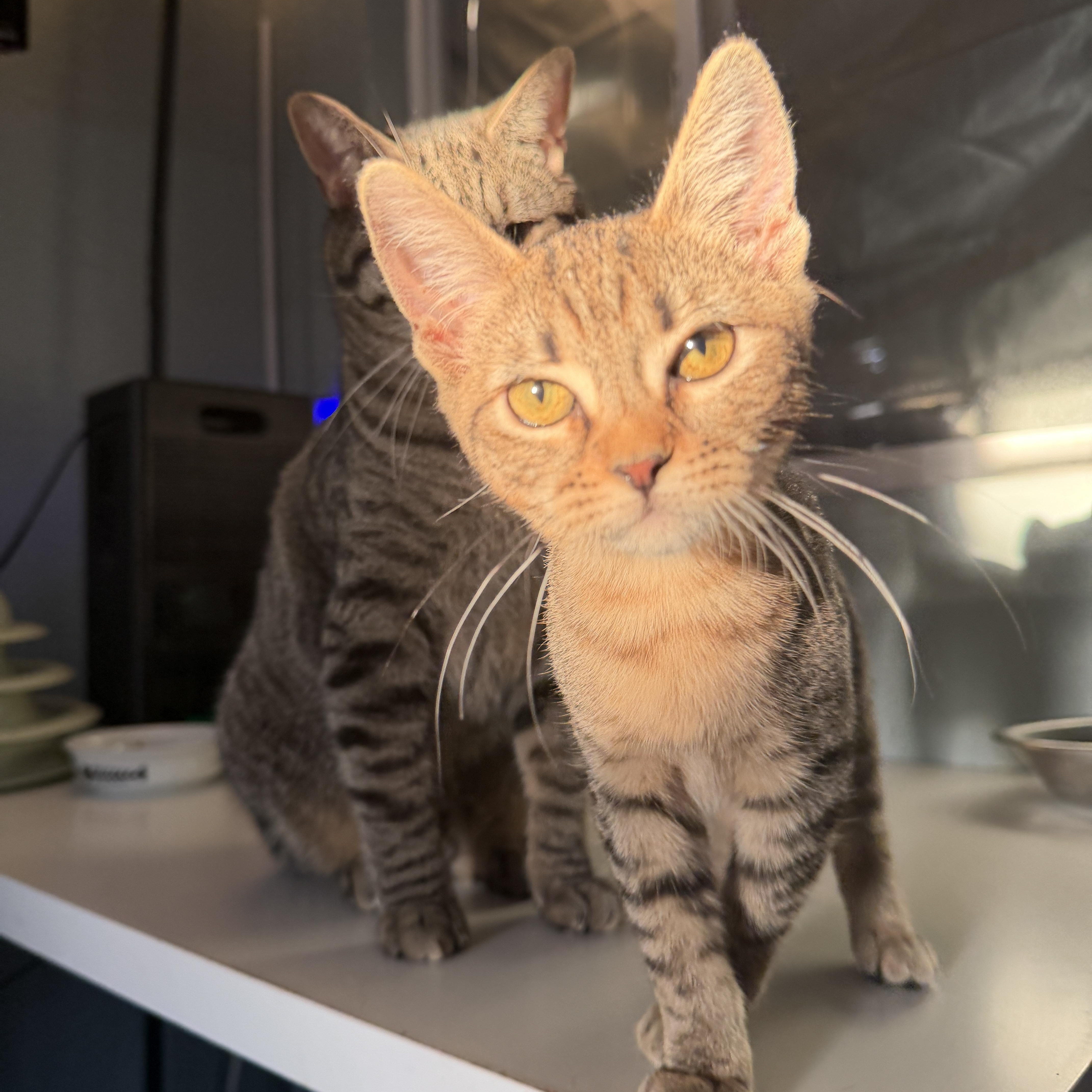 Enlarge Dot, a Adoptable Domestic Short Hair in Chandler, AZ image 5/6