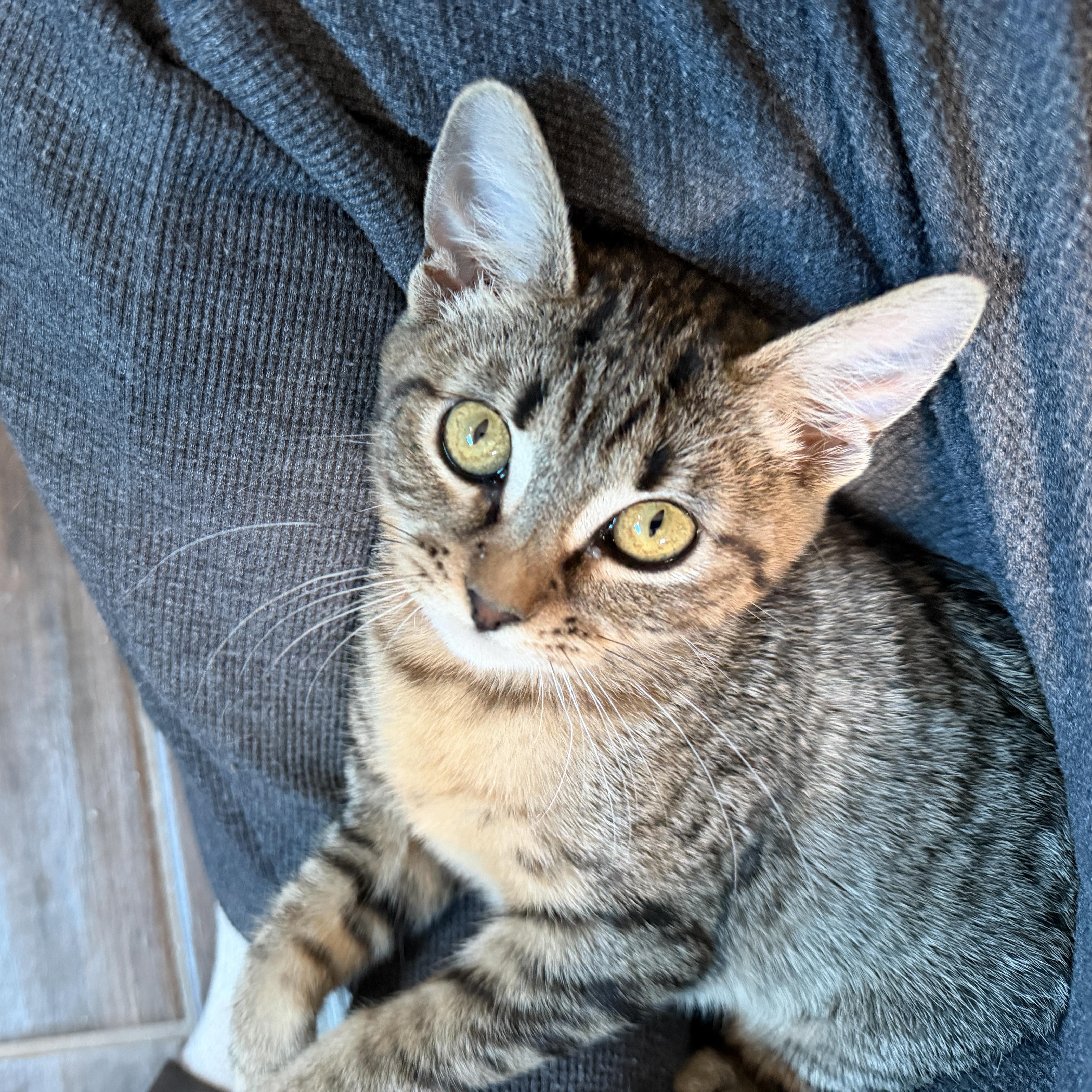 Enlarge Dot, a Adoptable Domestic Short Hair in Chandler, AZ image 3/6
