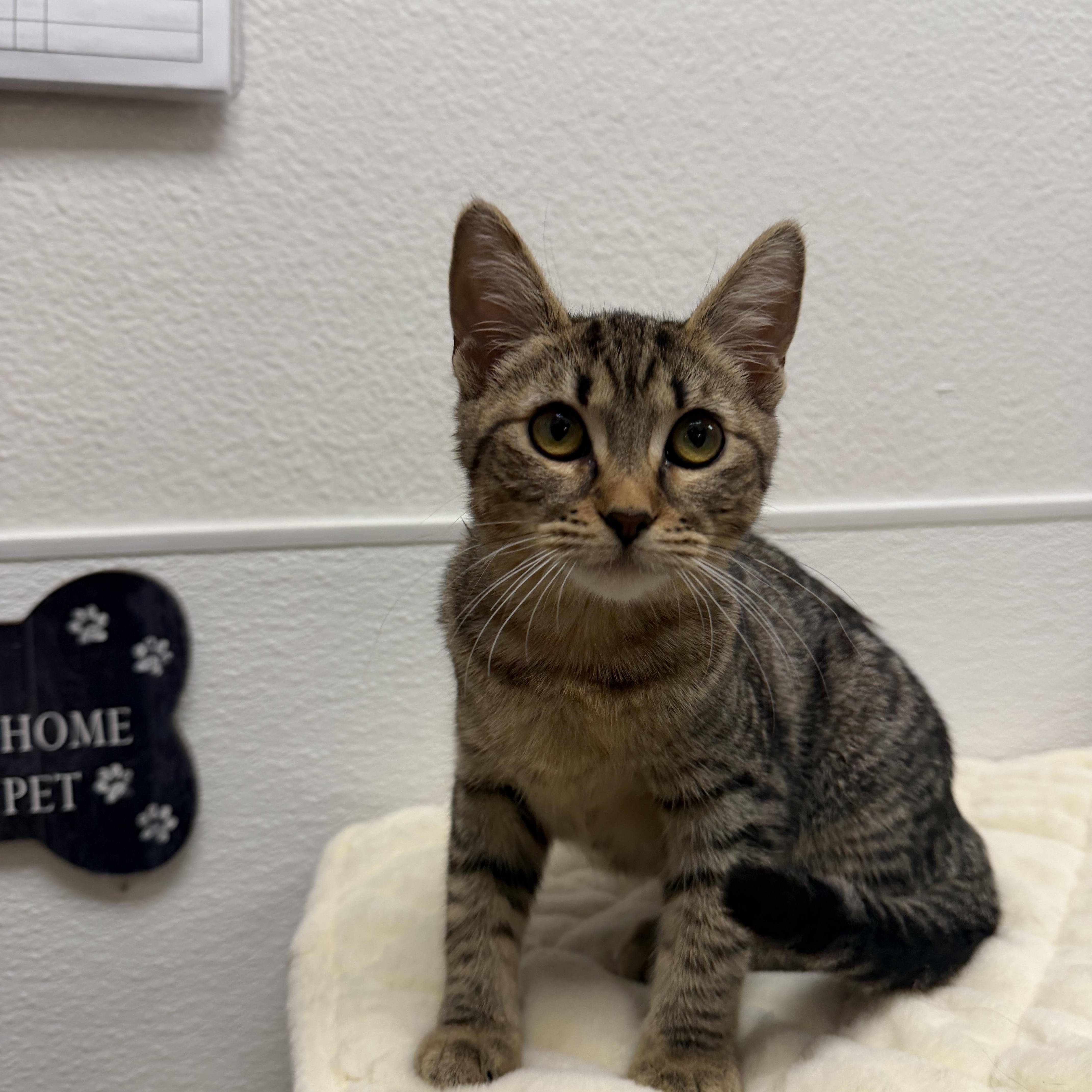 Enlarge Dot, a Adoptable Domestic Short Hair in Chandler, AZ image 2/6