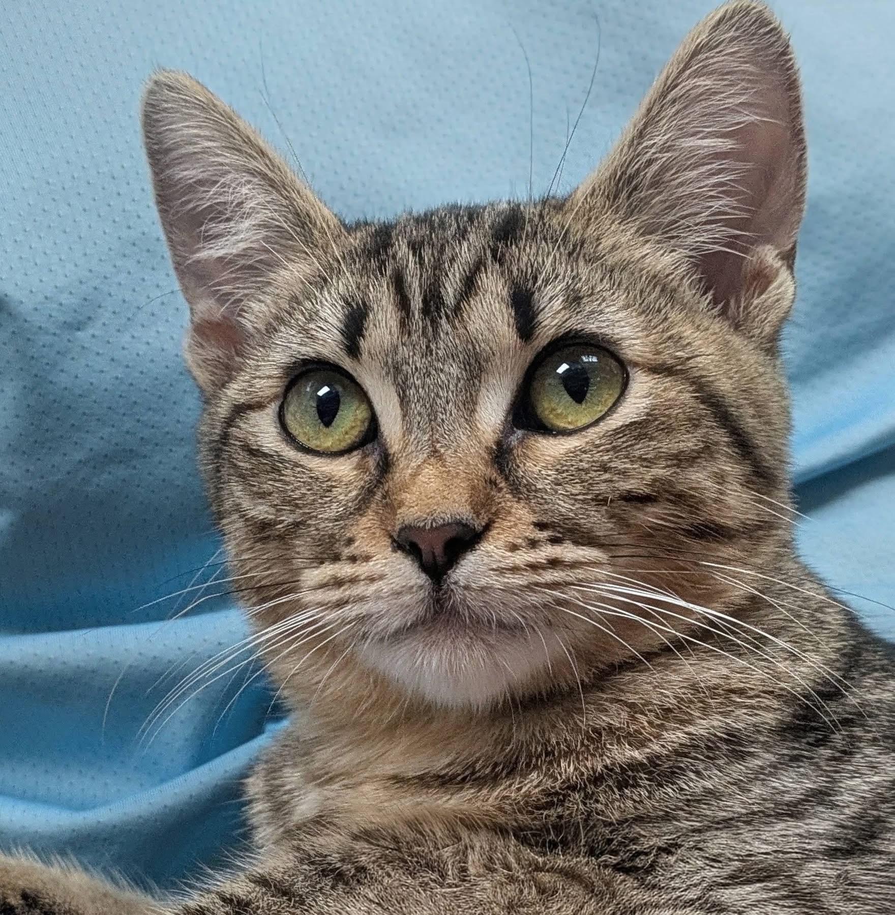 Dot, Adoptable, Kitten Female Domestic Short Hair.