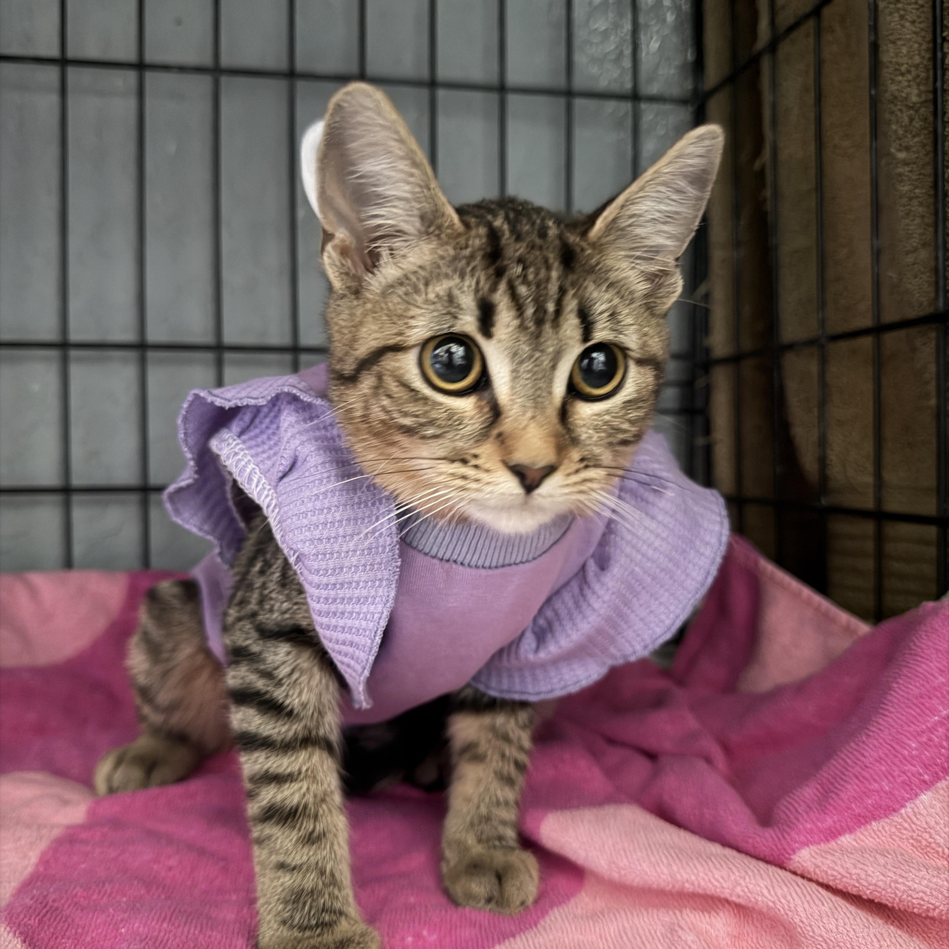 Enlarge Dot, a Adoptable Domestic Short Hair in Chandler, AZ image 4/6