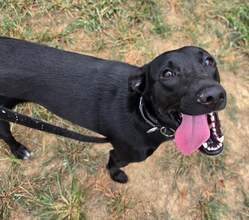 Enlarge Winnie, a Adoptable mixed breed in Roanoke, VA image 1/3