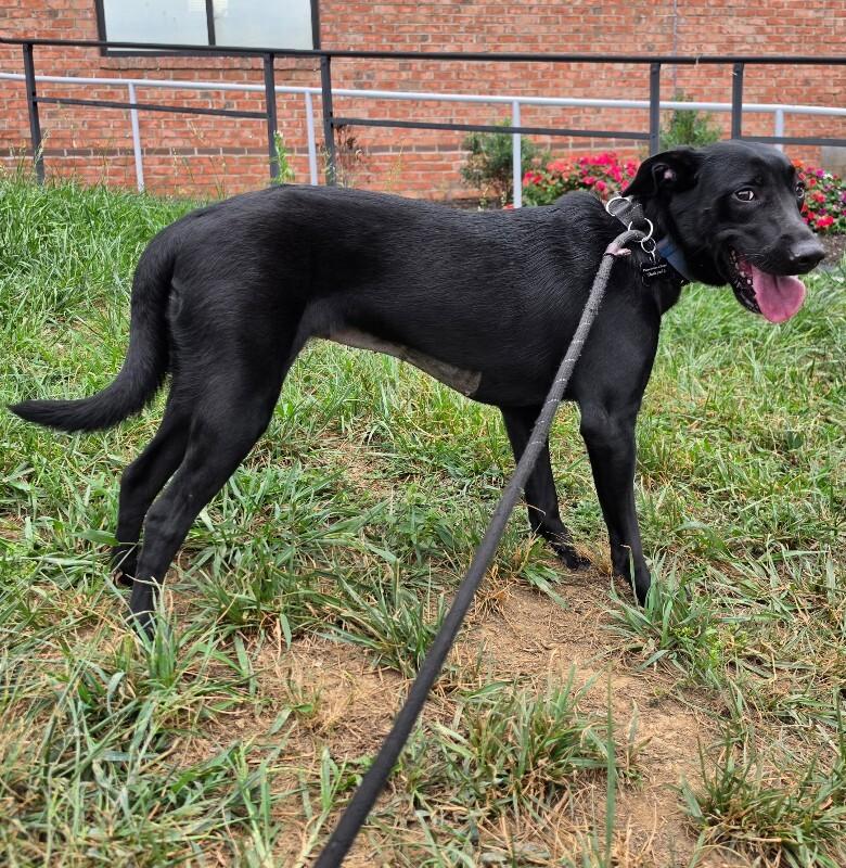 Enlarge Winnie, a Adoptable mixed breed in Roanoke, VA image 2/3