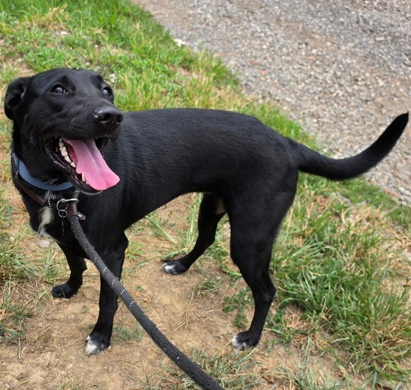 Enlarge Winnie, a Adoptable mixed breed in Roanoke, VA image 3/3