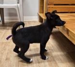 Enlarge Cutie Pie, a ADOPTABLE mixed breed in Woodstock, IL image 3/3