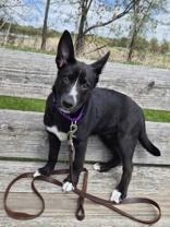 Cutie Pie, ADOPTABLE, Puppy Female Terrier.