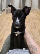 Cutie Pie, ADOPTABLE, Puppy Female Terrier.