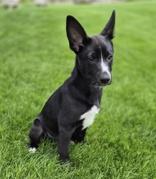 Cutie Pie, a ADOPTABLE mixed breed in Woodstock, IL image 3/3