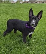 Cutie Pie, a ADOPTABLE mixed breed in Woodstock, IL image 2/3
