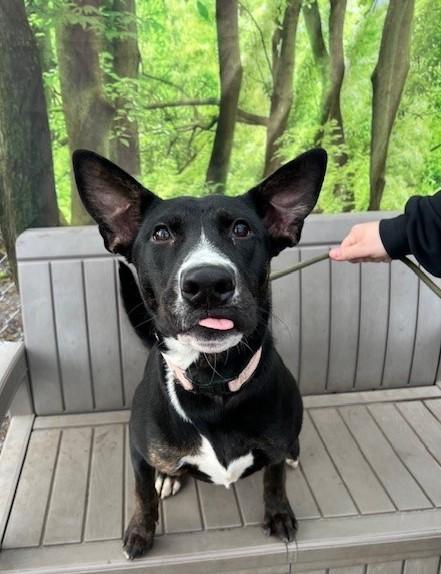 Enlarge Phoebe, a ADOPTABLE mixed breed in Phoenix, OR image 4/4