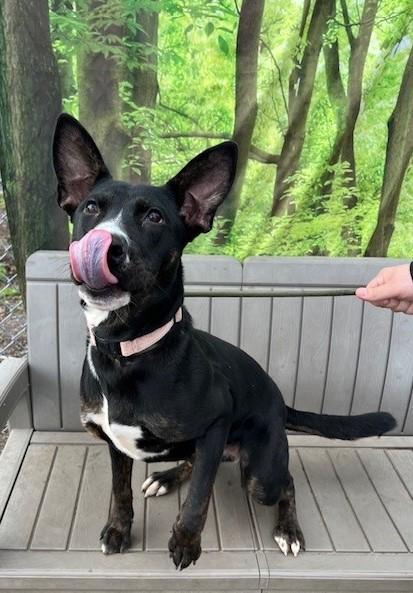 Enlarge Phoebe, a ADOPTABLE mixed breed in Phoenix, OR image 3/4