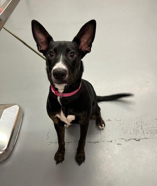 Enlarge Phoebe, a ADOPTABLE mixed breed in Phoenix, OR image 2/4