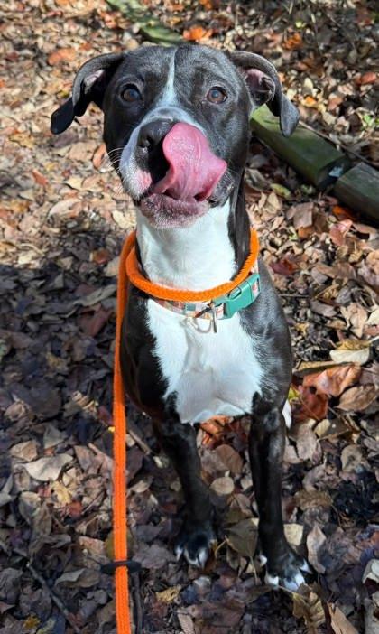 Enlarge Motown, a Adoptable mixed breed in Chesapeake, VA image 1/3