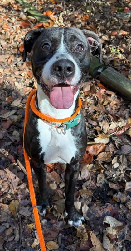 Enlarge Motown, a Adoptable mixed breed in Chesapeake, VA image 2/3