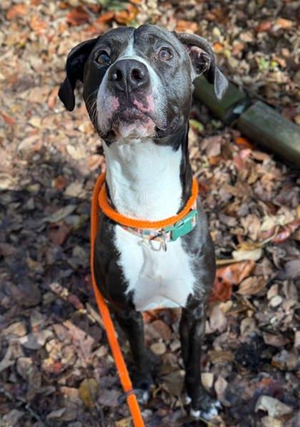 Enlarge Motown, a Adoptable mixed breed in Chesapeake, VA image 3/3