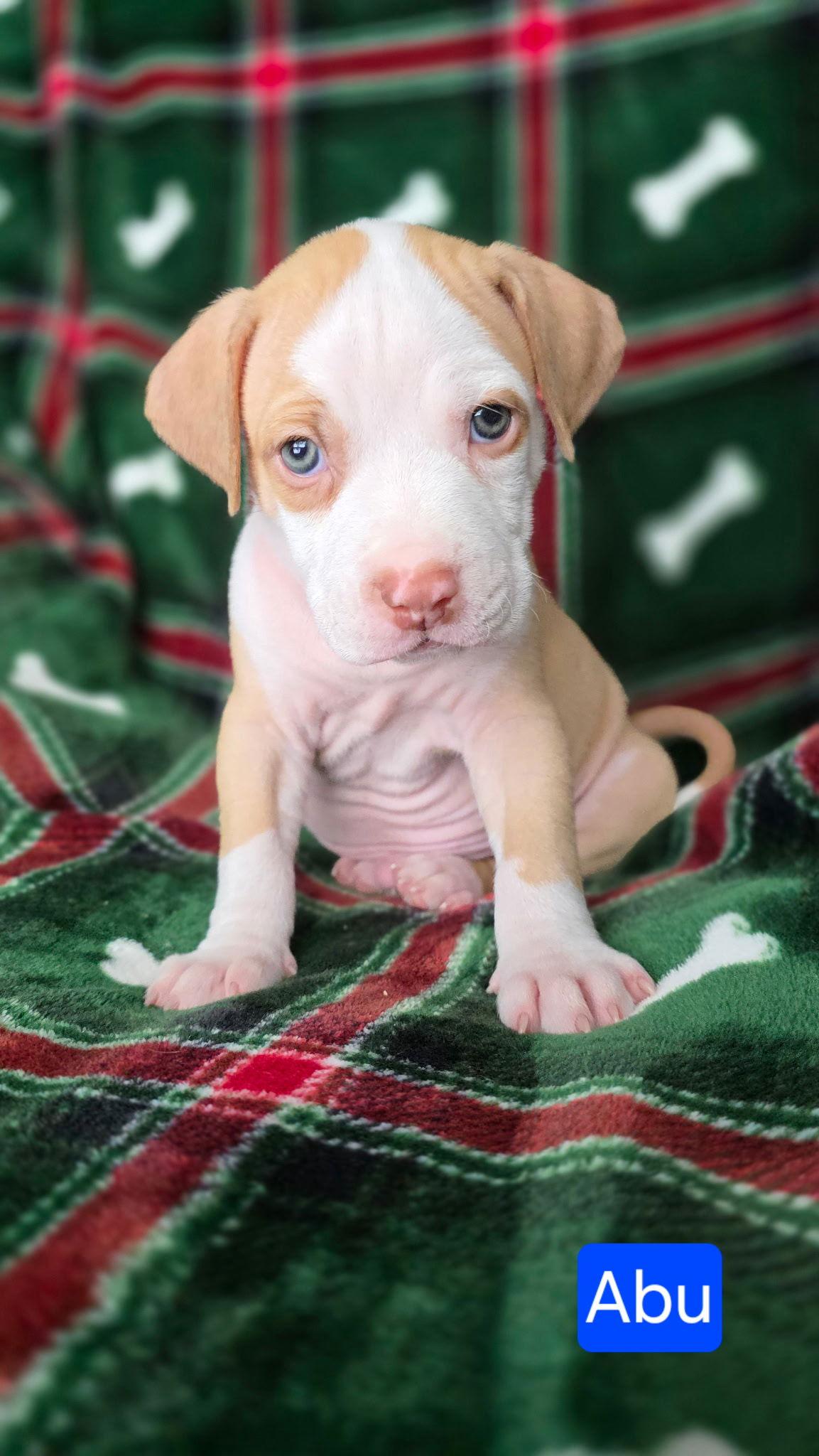 Enlarge Abu, a Adoptable Pit Bull Terrier in Duluth, MN image 1/2