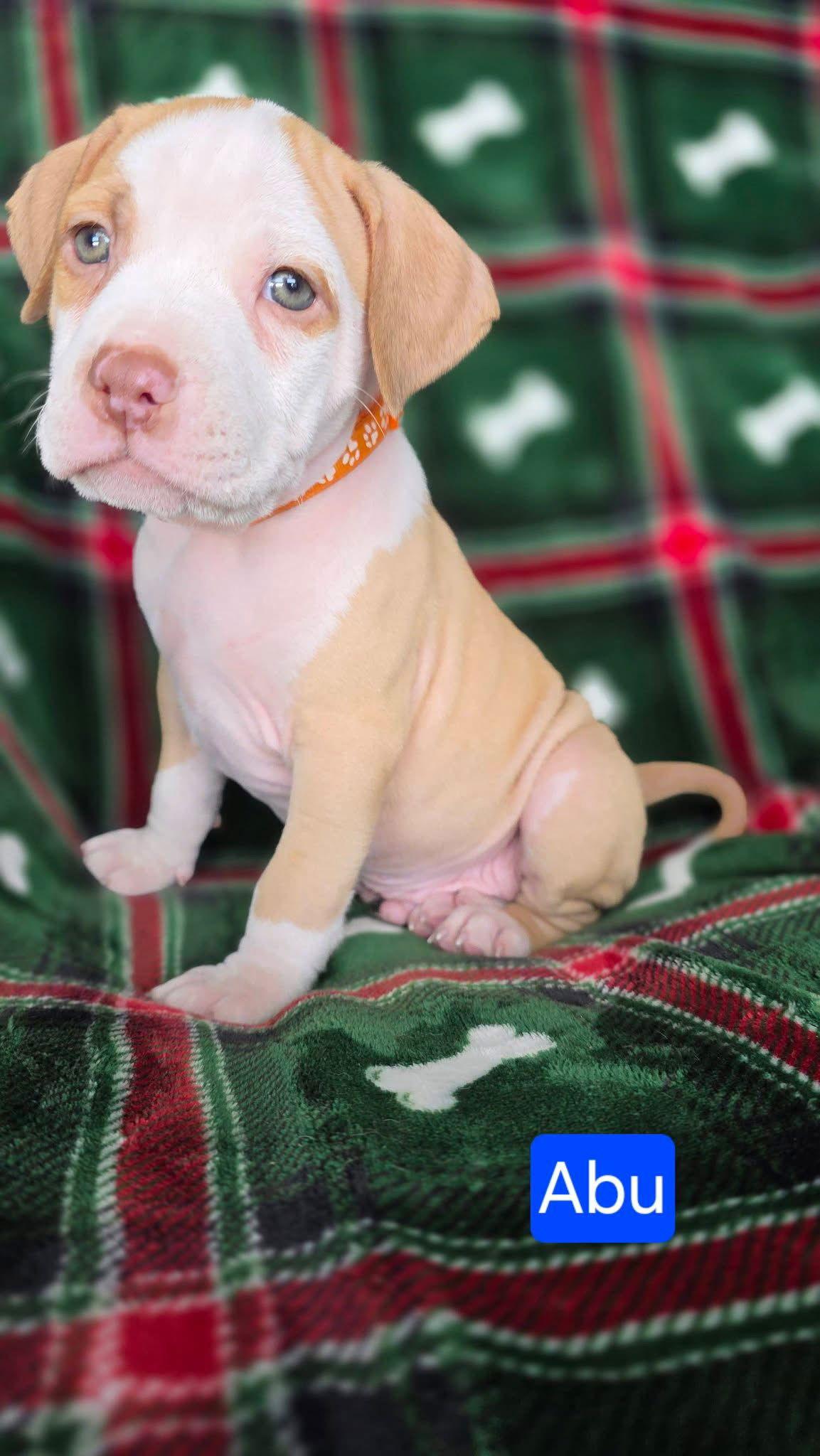 Abu, a Adoptable Pit Bull Terrier in Duluth, MN image 2/3