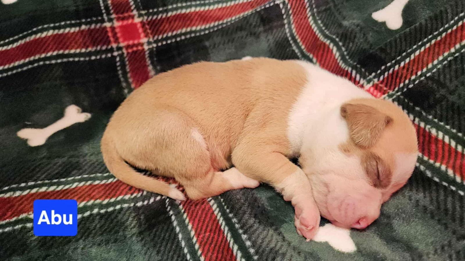 Enlarge Abu, a Adoptable Pit Bull Terrier in Duluth, MN image 2/2