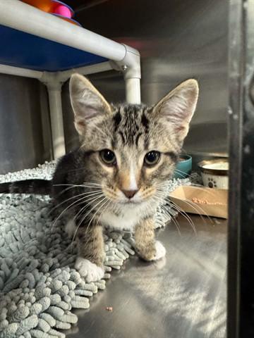 Enlarge LIL DIP, a Adoptable Domestic Short Hair in Santa Monica, CA image 1/1
