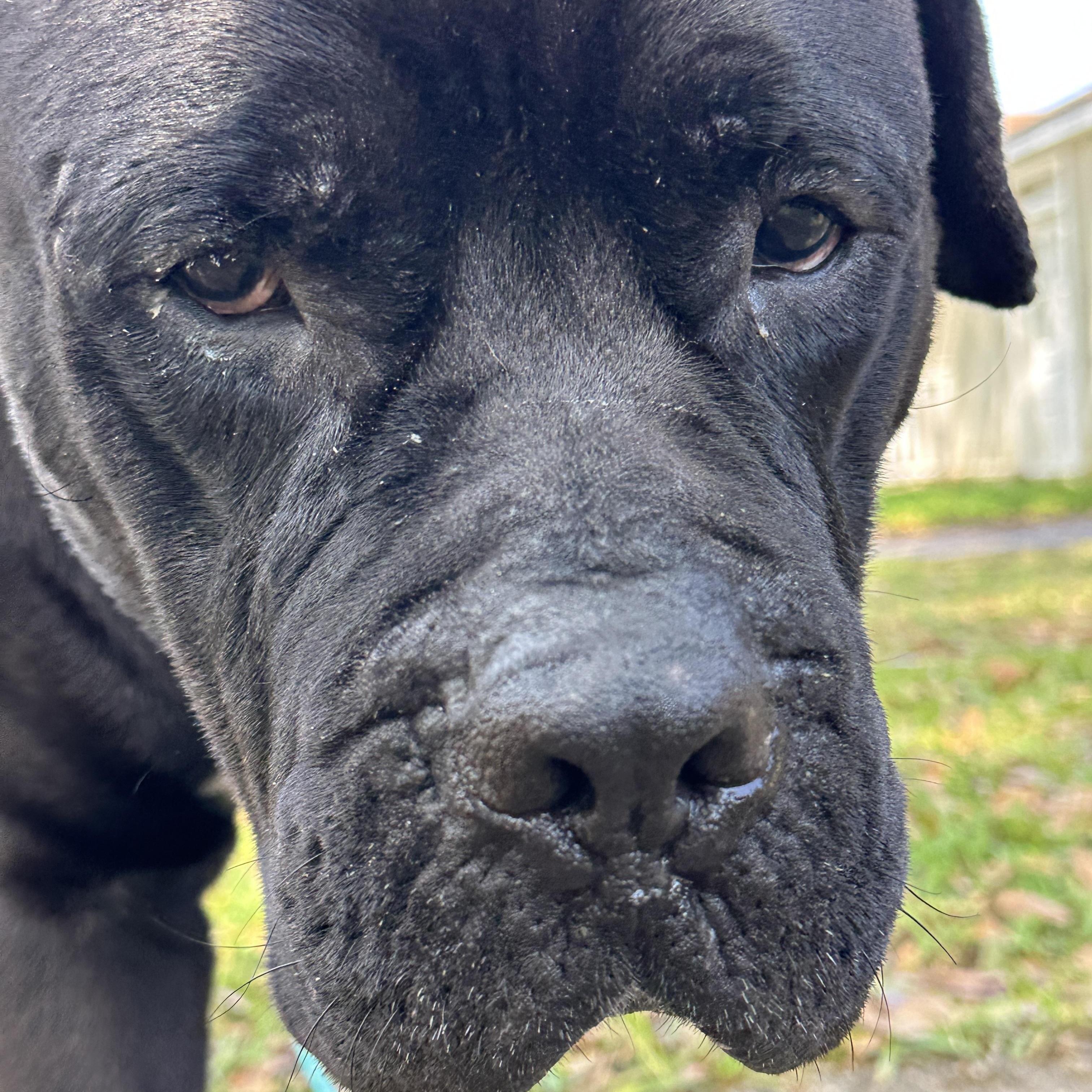 John Jacob Jingleheimer Schmidt / Mastiff 2