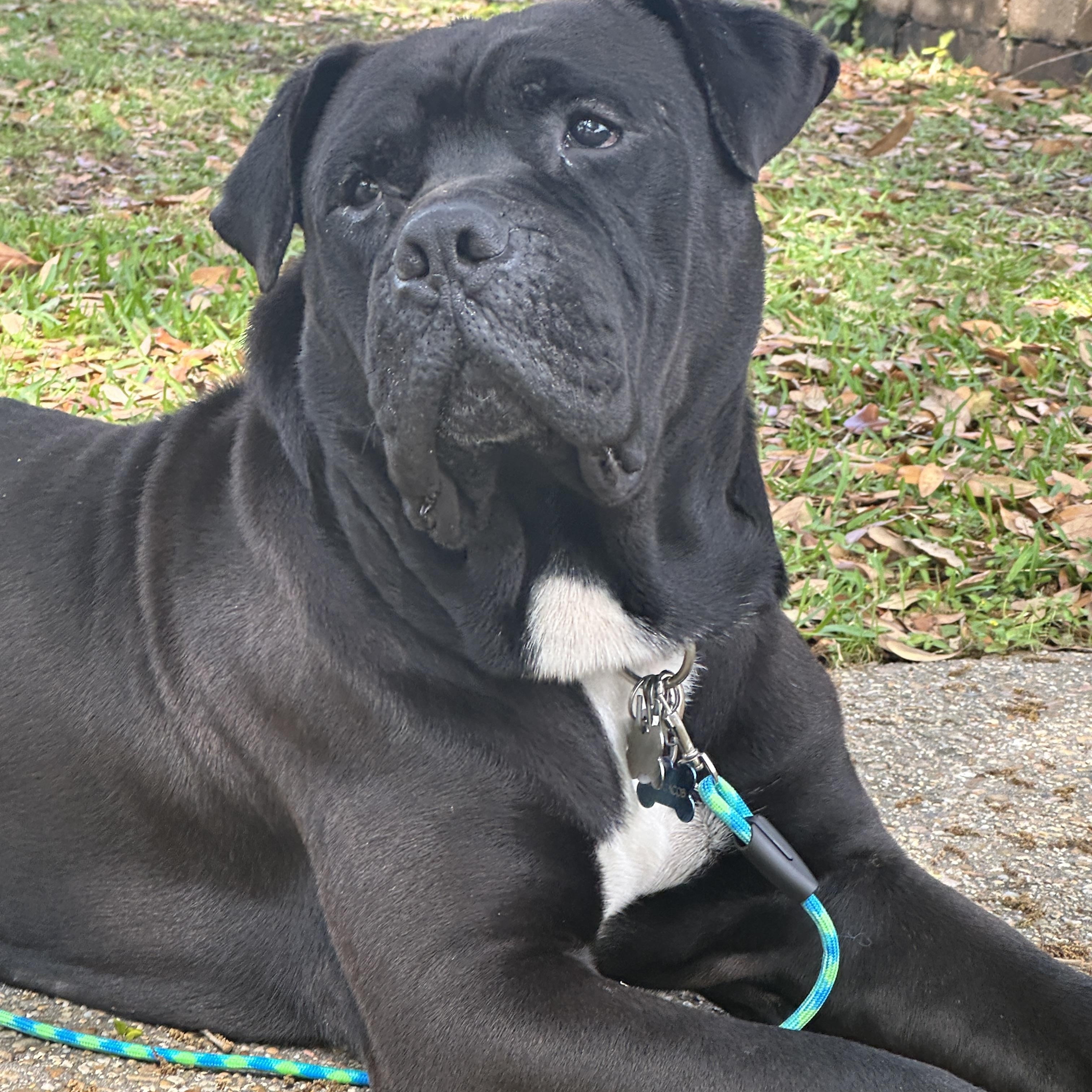 John Jacob Jingleheimer Schmidt / Mastiff 3