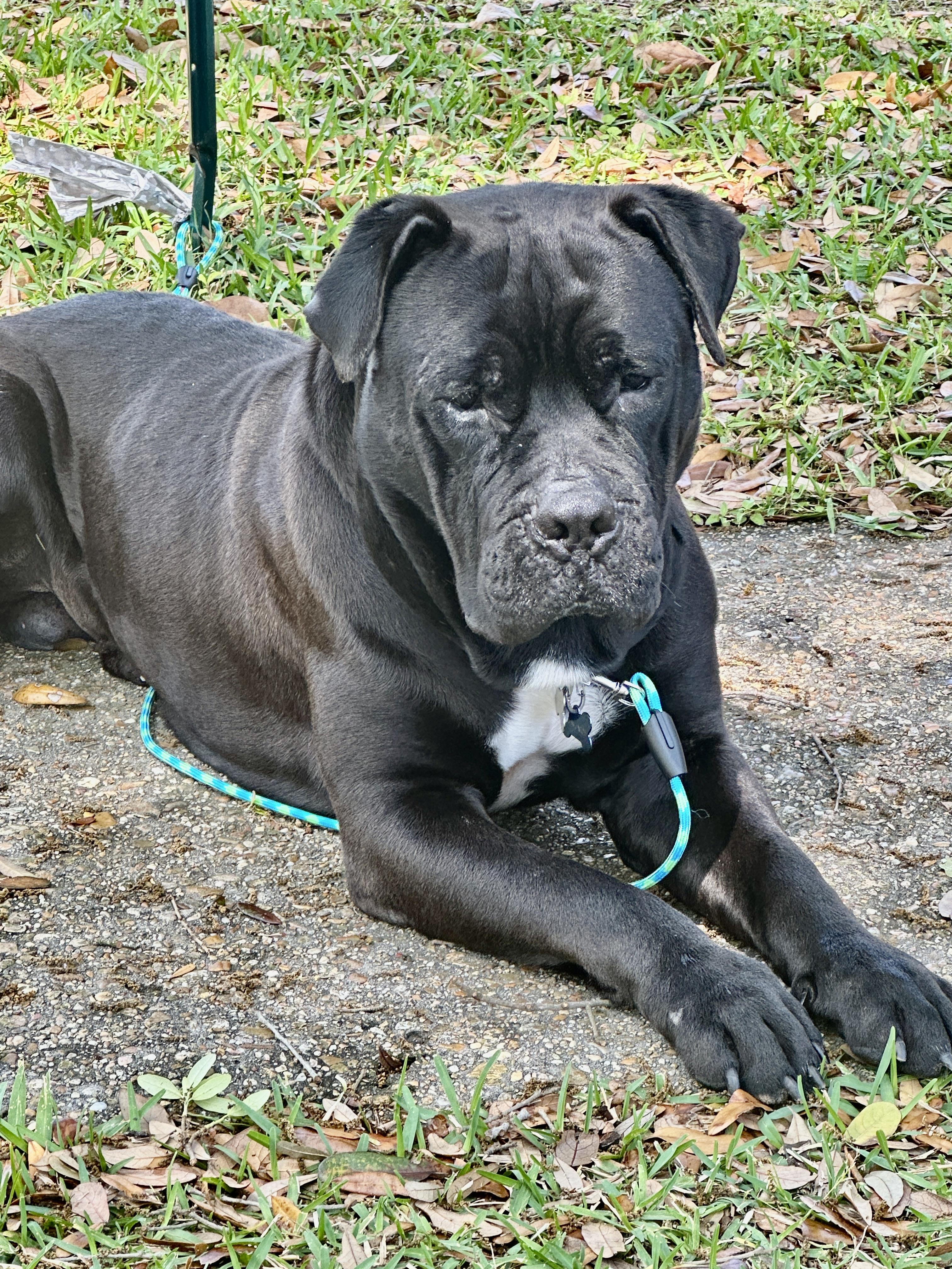 John Jacob Jingleheimer Schmidt / Mastiff 5