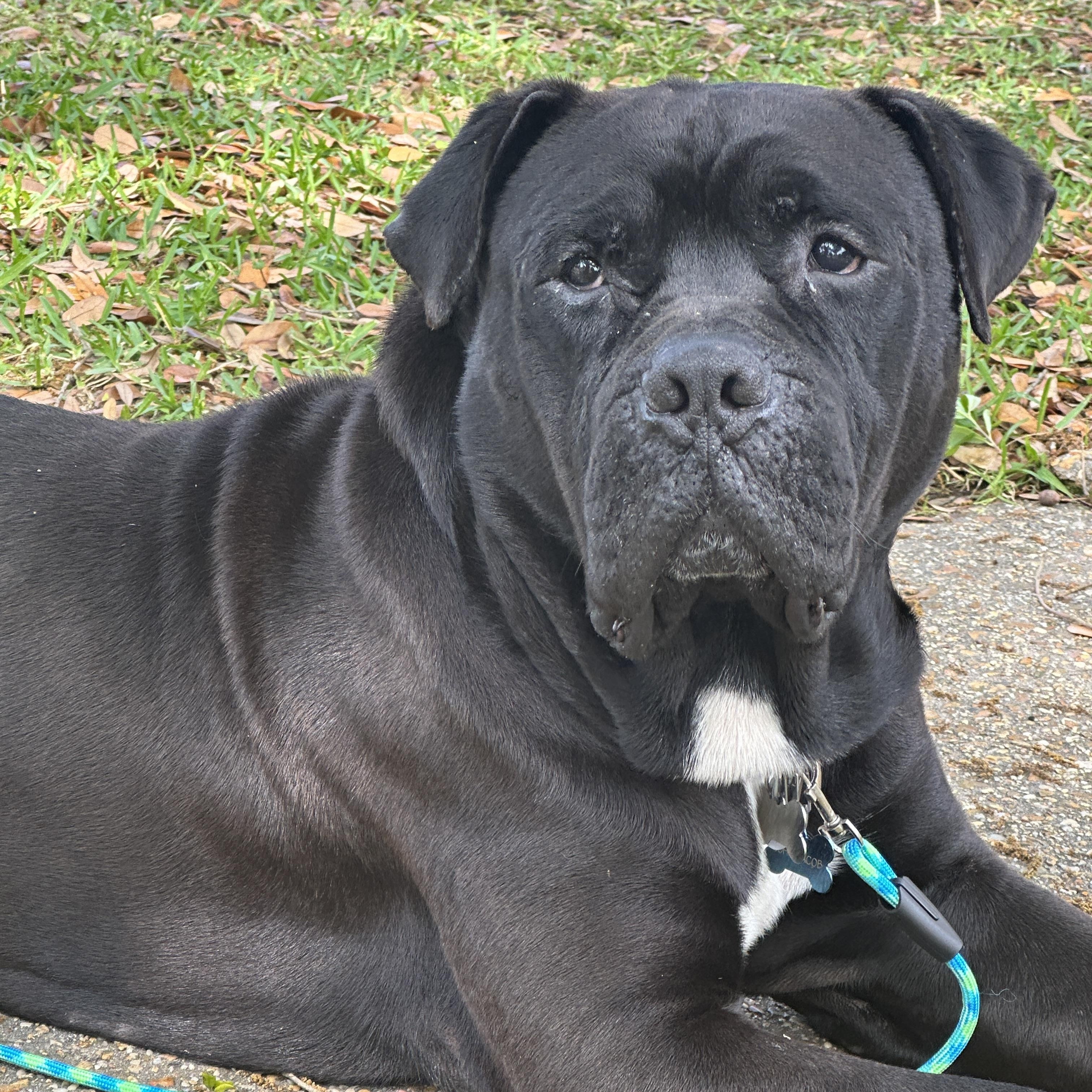 John Jacob Jingleheimer Schmidt / Mastiff 1