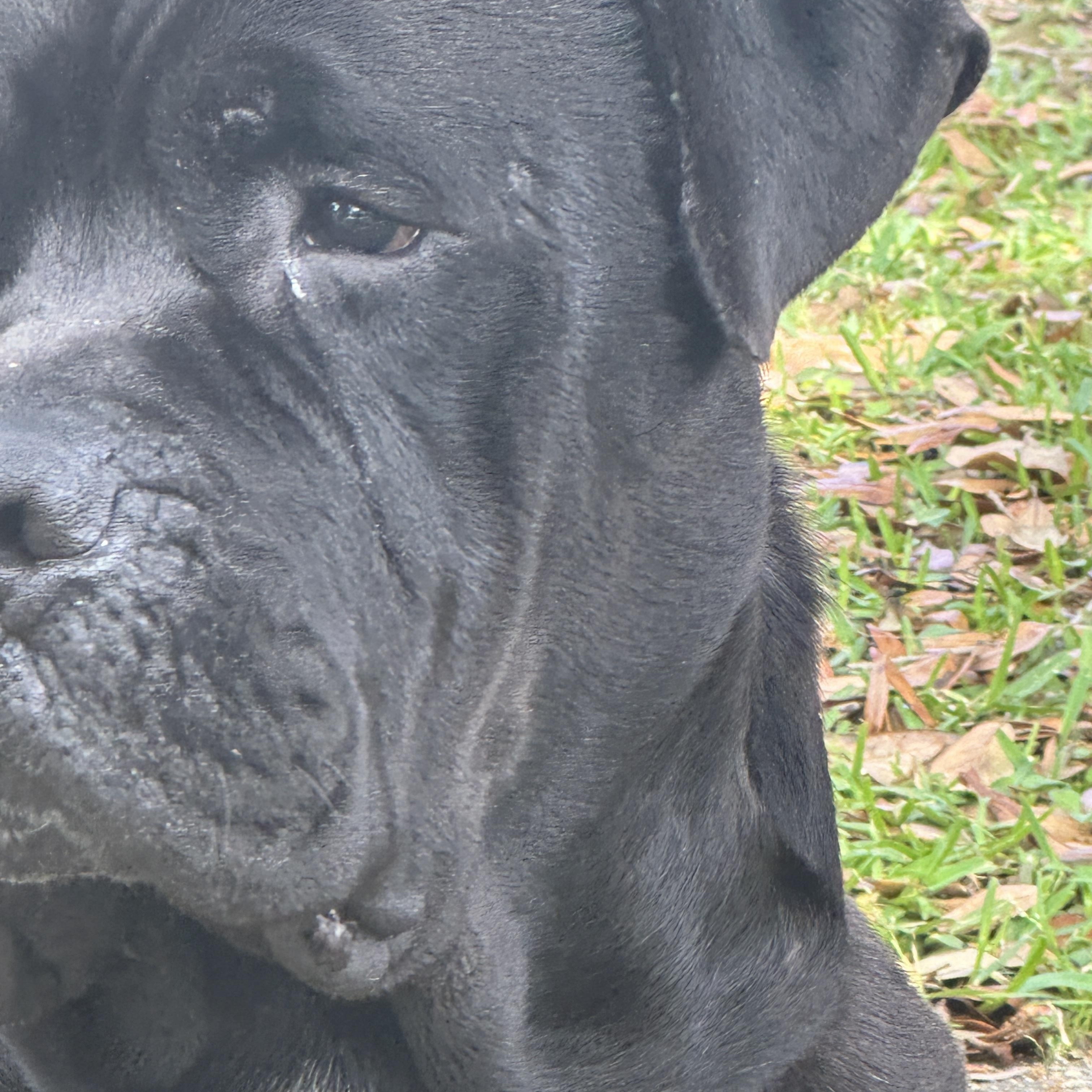 John Jacob Jingleheimer Schmidt / Mastiff 4
