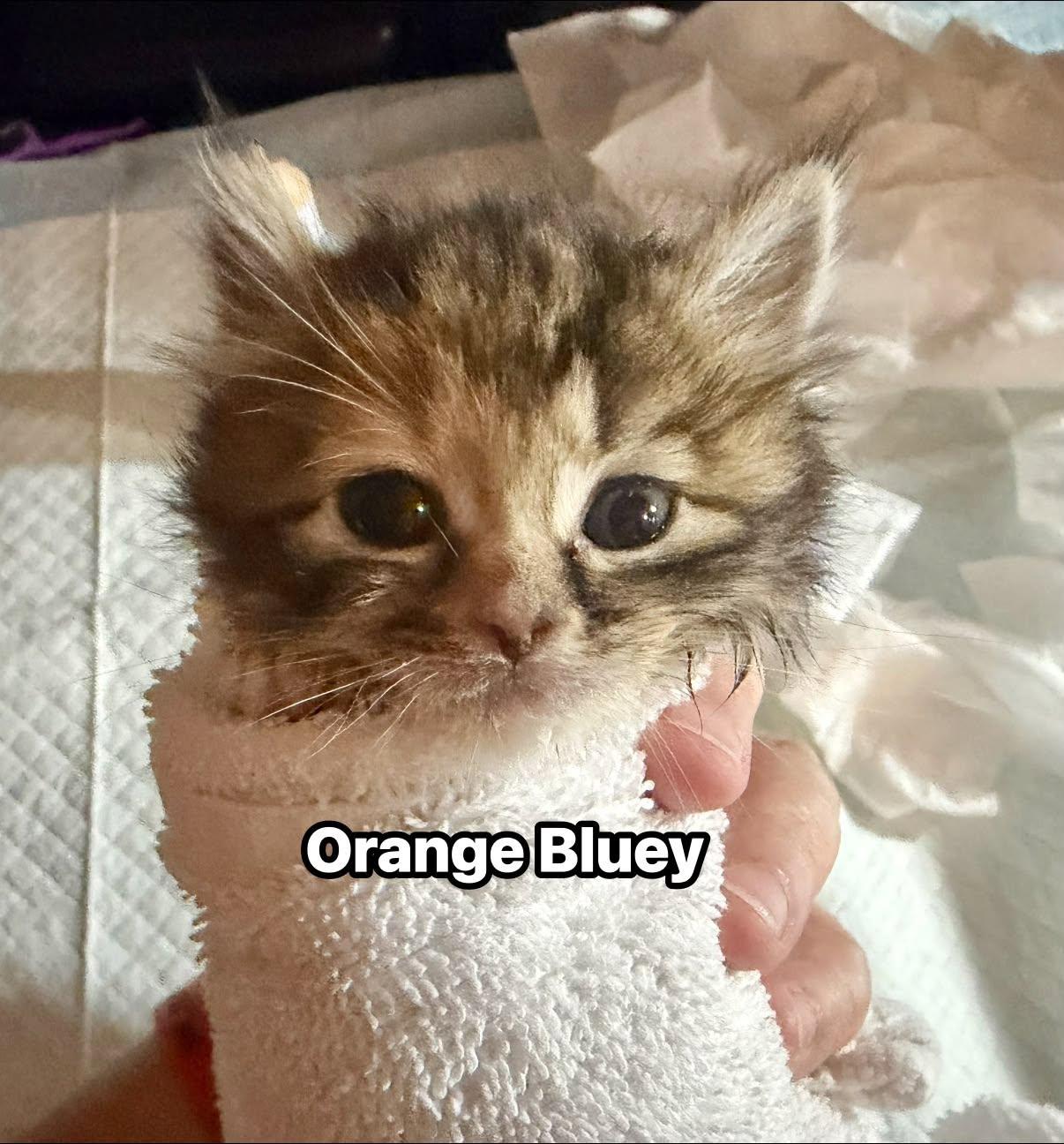 Orange Bluey - Kitten, Adoptable, Kitten Female Domestic Short Hair.