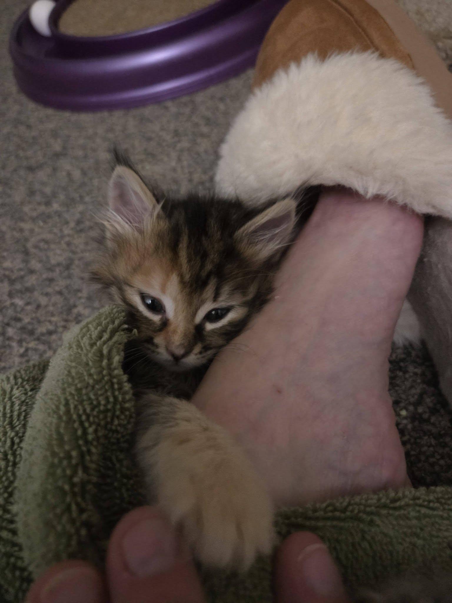 Enlarge Orange Bluey - Kitten, a Adoptable Domestic Short Hair in Enfield, CT image 2/3