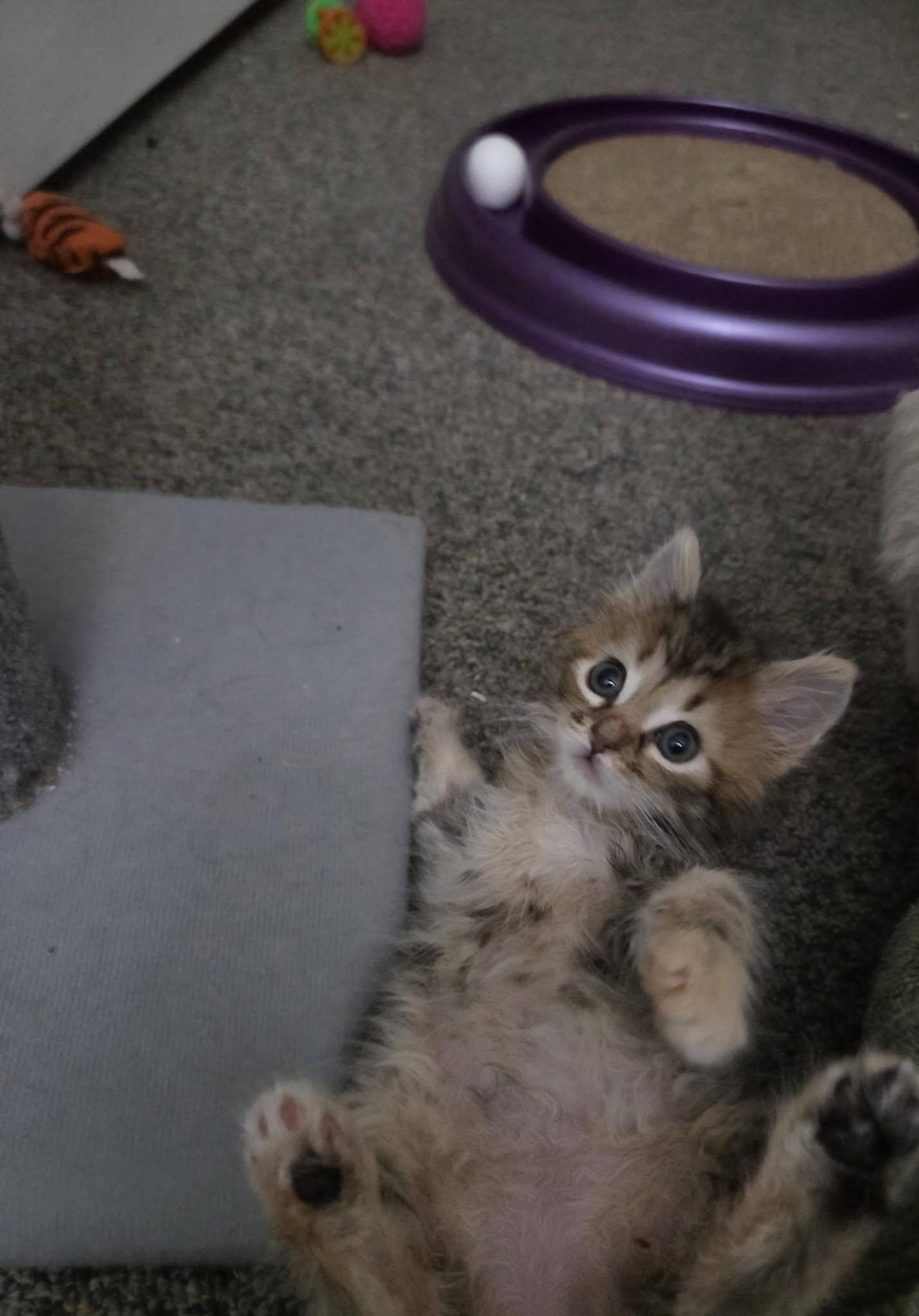 Enlarge Orange Bluey - Kitten, a Adoptable Domestic Short Hair in Enfield, CT image 3/3