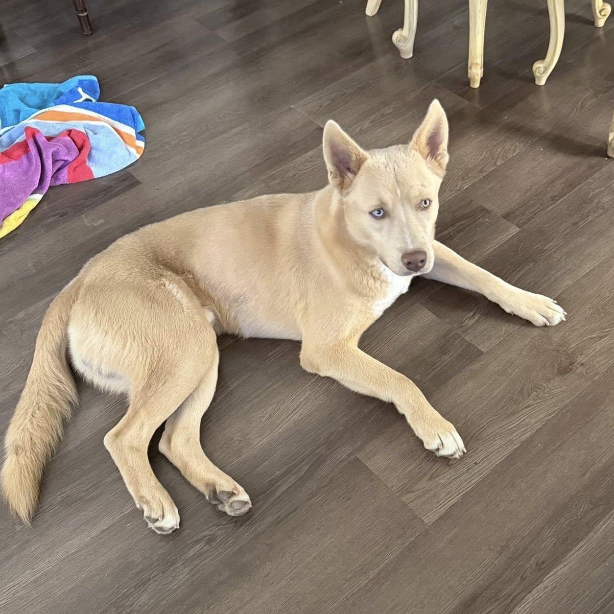 Enlarge Frankie, a ADOPTABLE mixed breed in Redmond, WA image 6/6