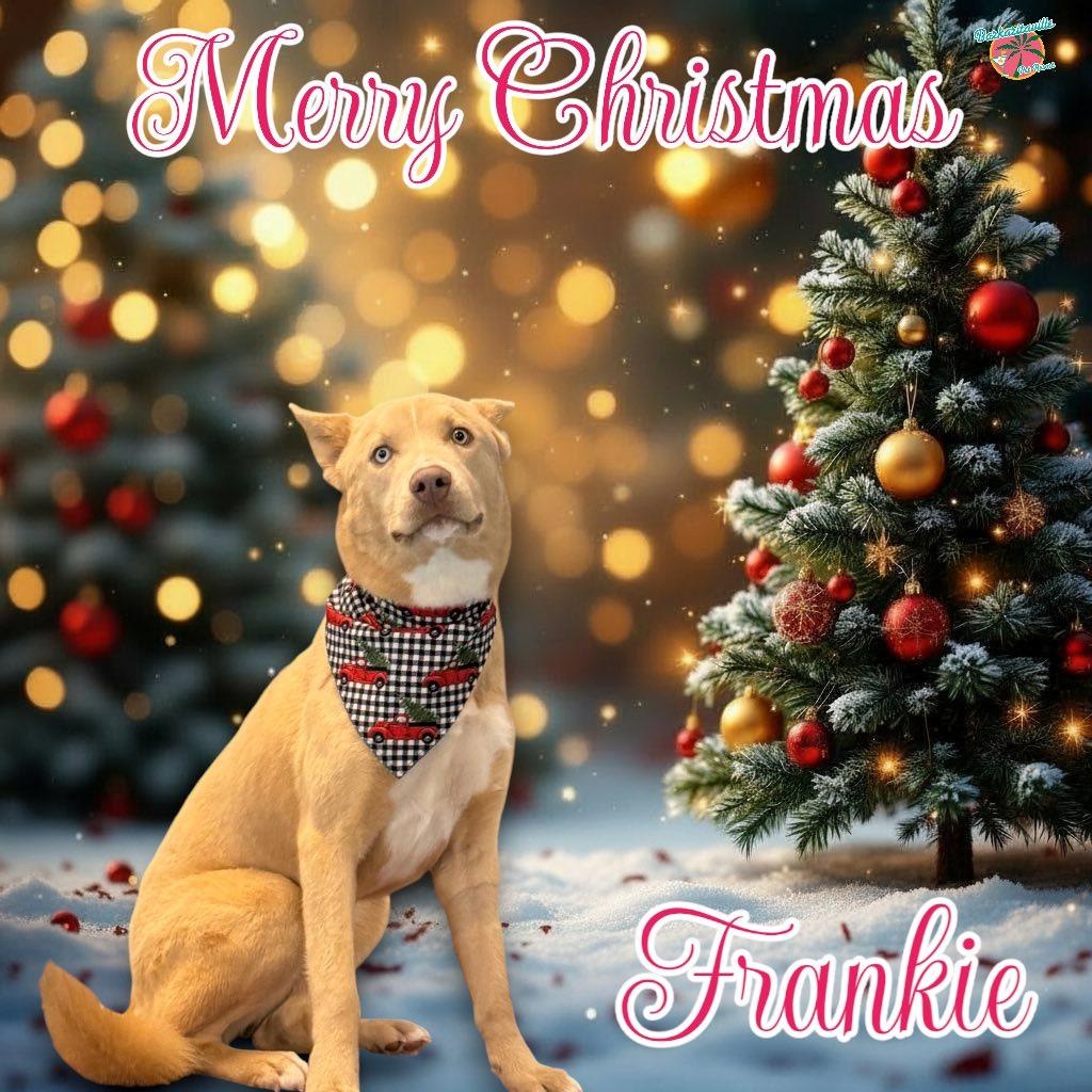Enlarge Frankie, a ADOPTABLE mixed breed in Redmond, WA image 1/6