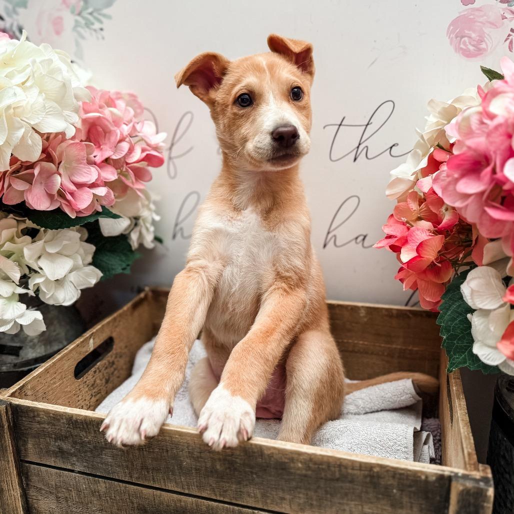 Enlarge Marie , a Adoptable Shepherd in Newberg, OR image 2/2