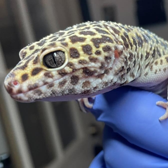 Enlarge Joker, an adopted Gecko in Durham, NC image 1/1