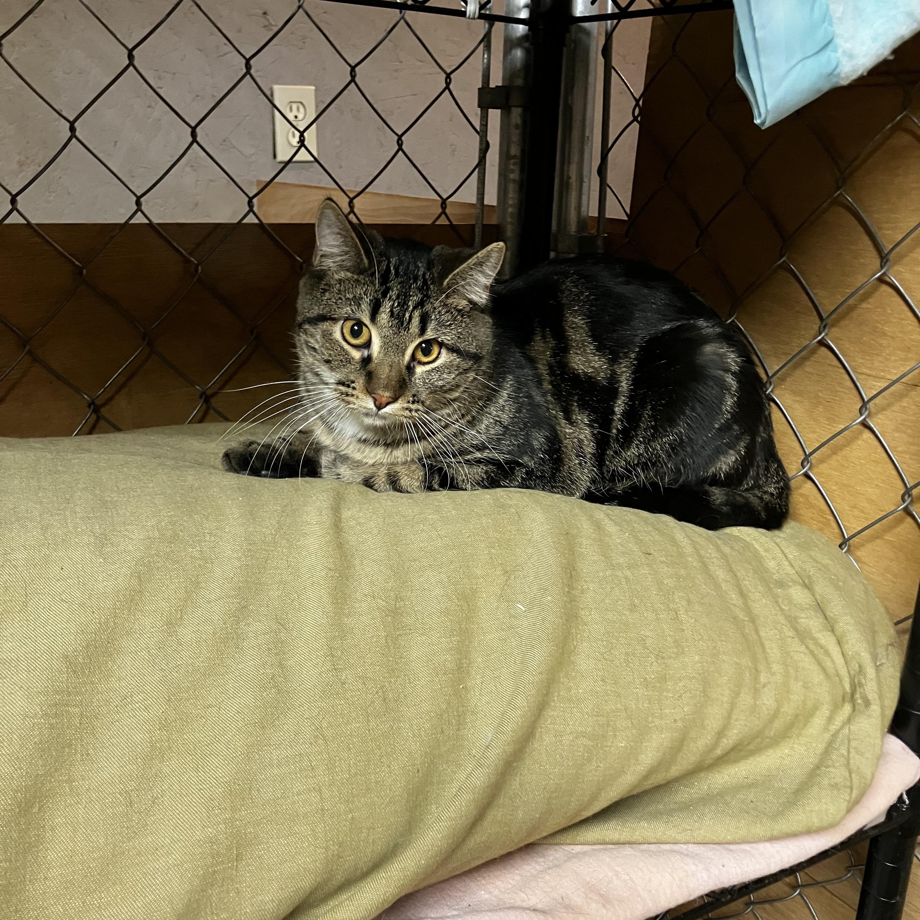 Alvin, a Adoptable Domestic Short Hair in Manhattan , KS image 4/5