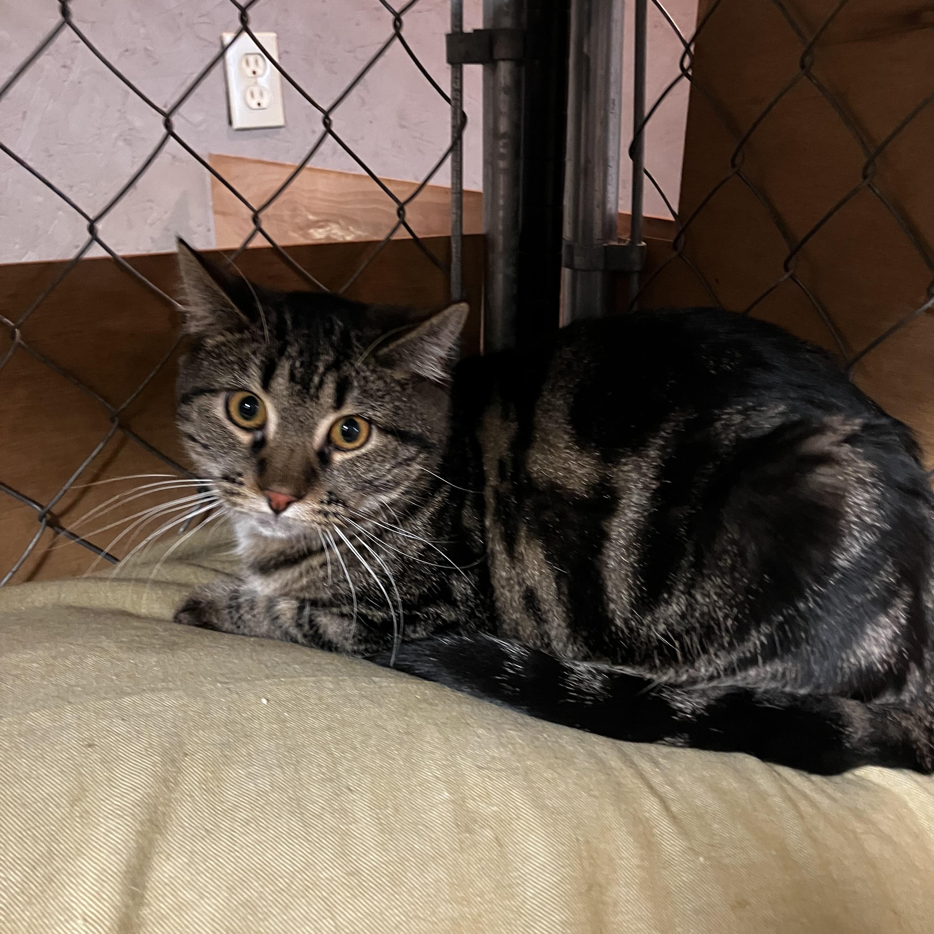 Alvin, a Adoptable Domestic Short Hair in Manhattan , KS image 2/5