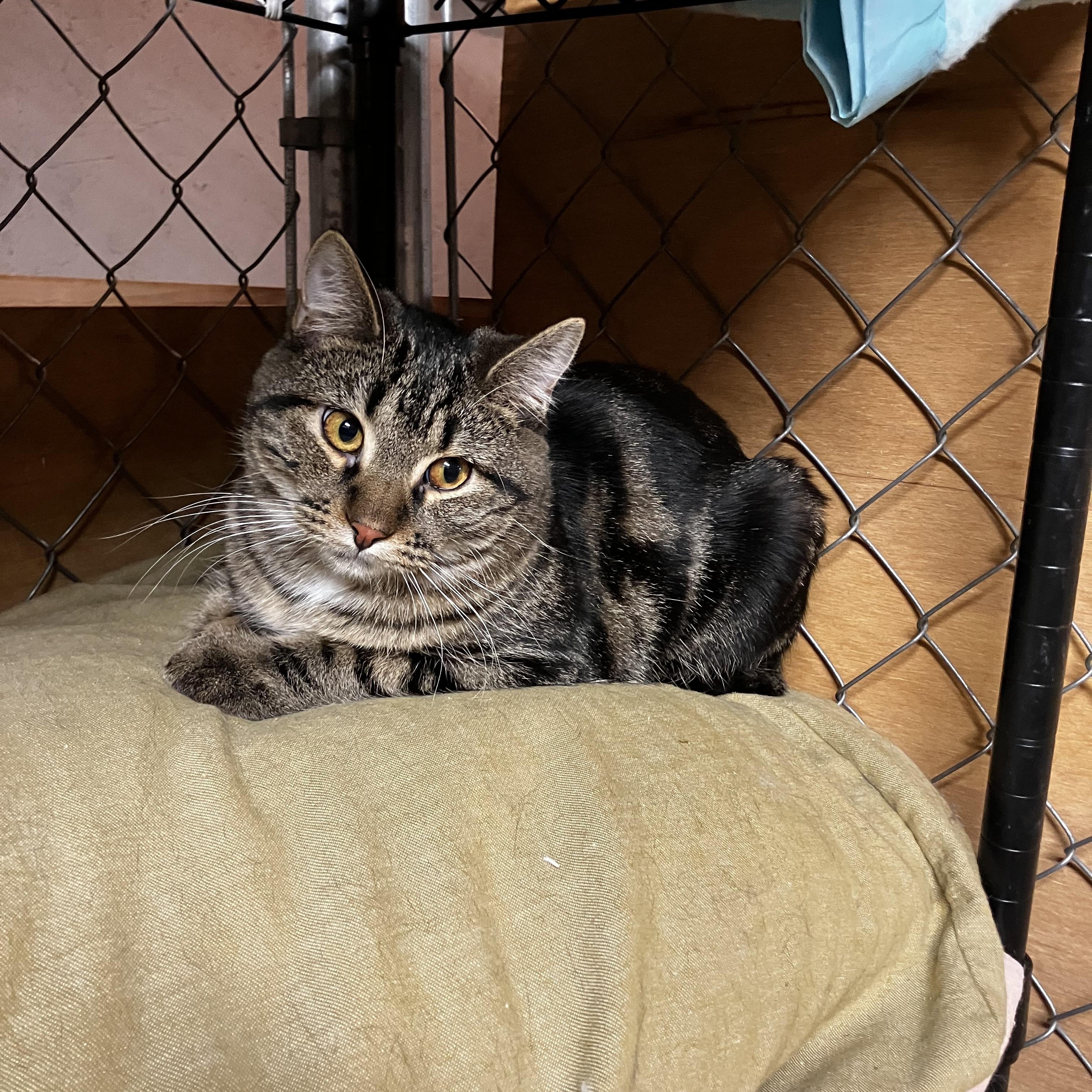 Alvin, Adoptable, Young Male Domestic Short Hair.