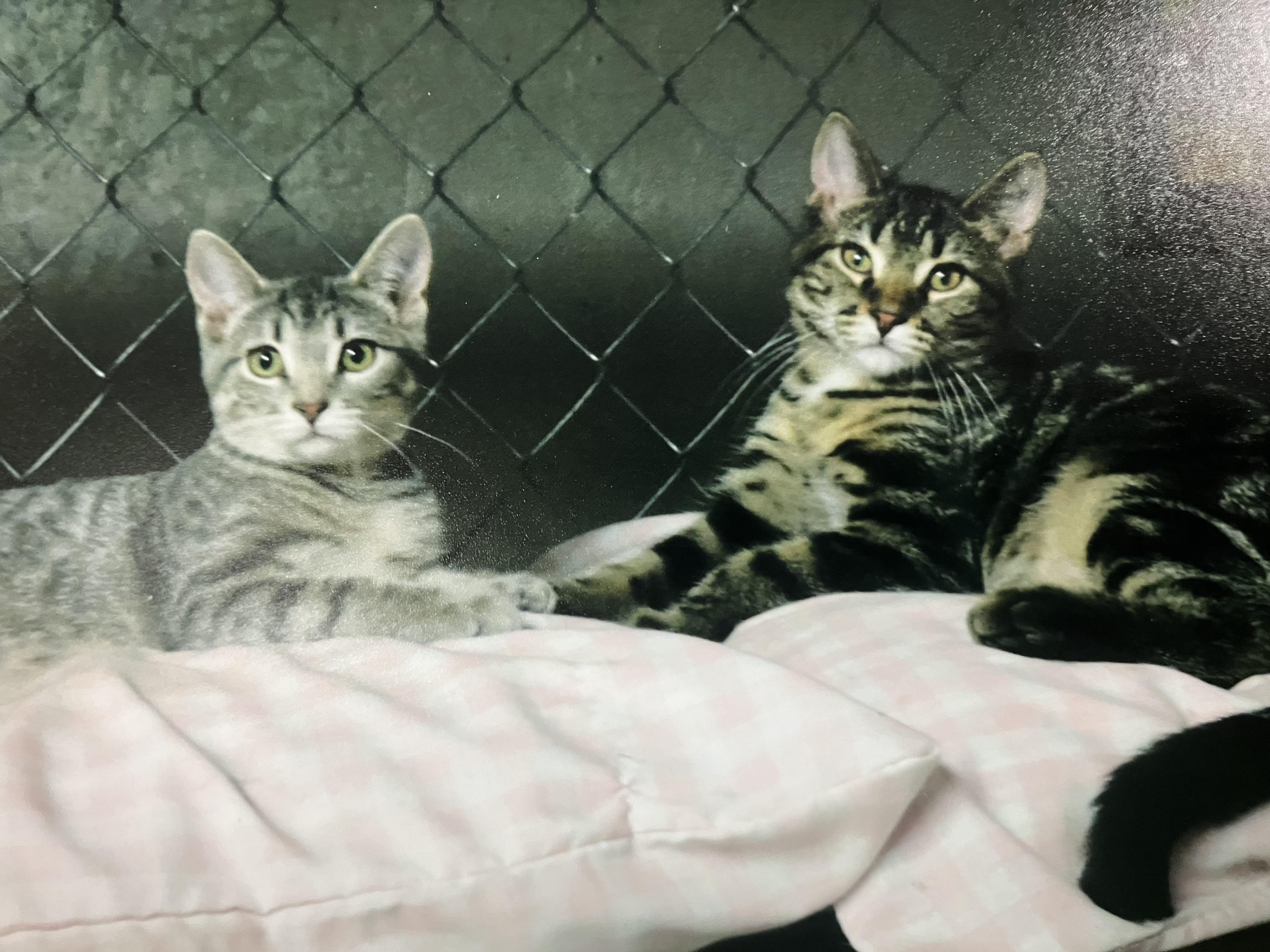 Alvin, a Adoptable Domestic Short Hair in Manhattan , KS image 3/5