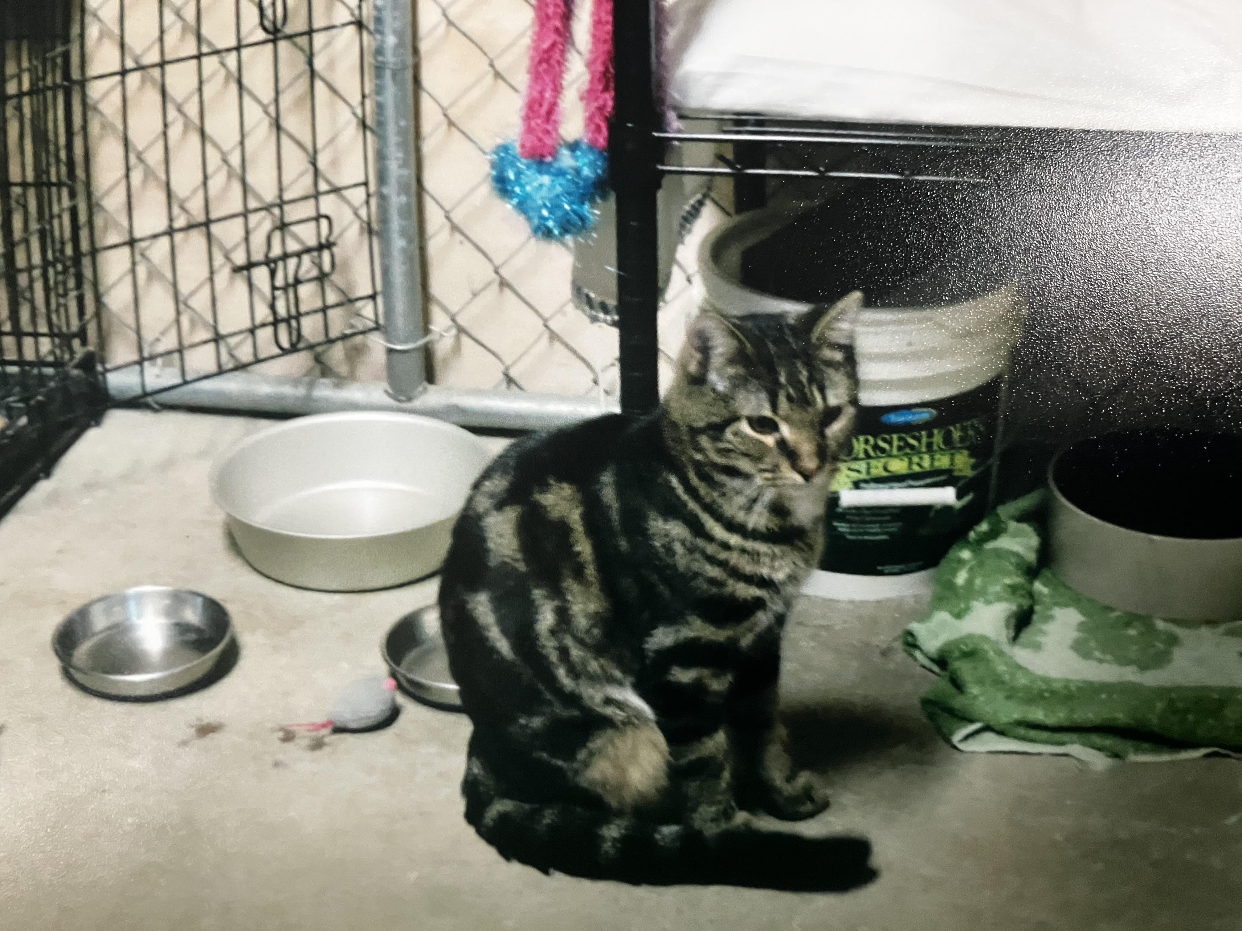 Alvin, a Adoptable Domestic Short Hair in Manhattan , KS image 5/5