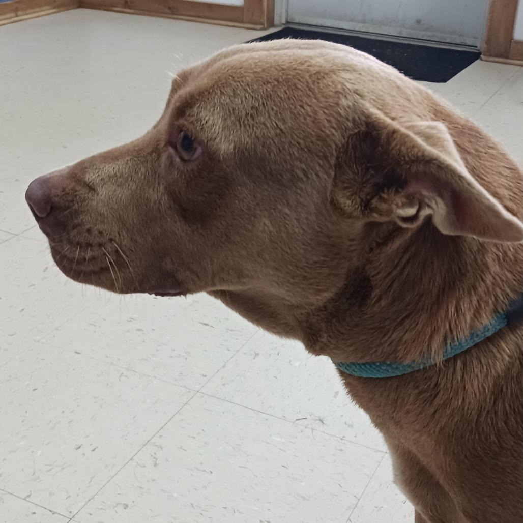 Michelle, Adoptable, Adult Female Mixed Breed.