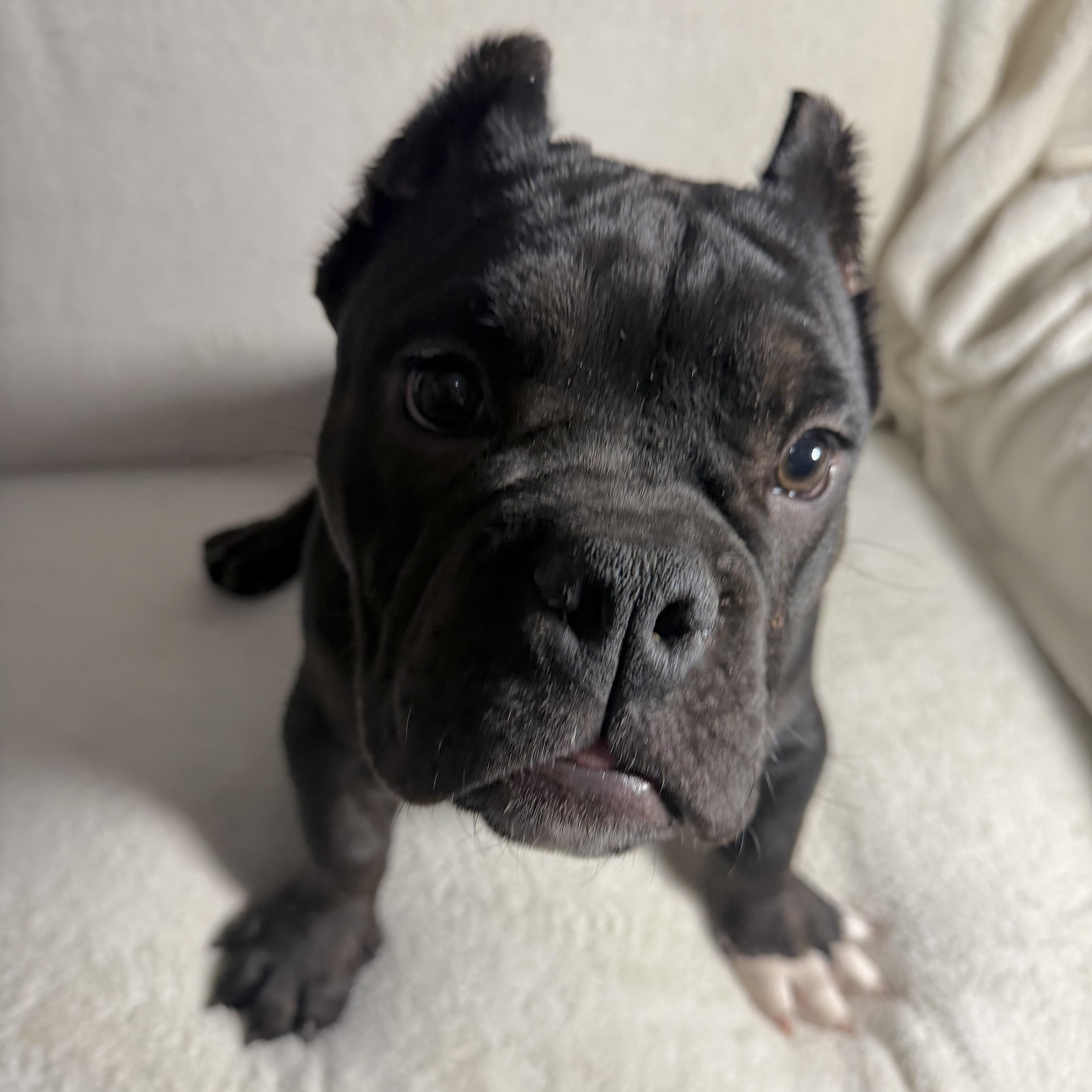 Enlarge Bam Bam, a Adoptable mixed breed in Wrightstown, NJ image 2/3